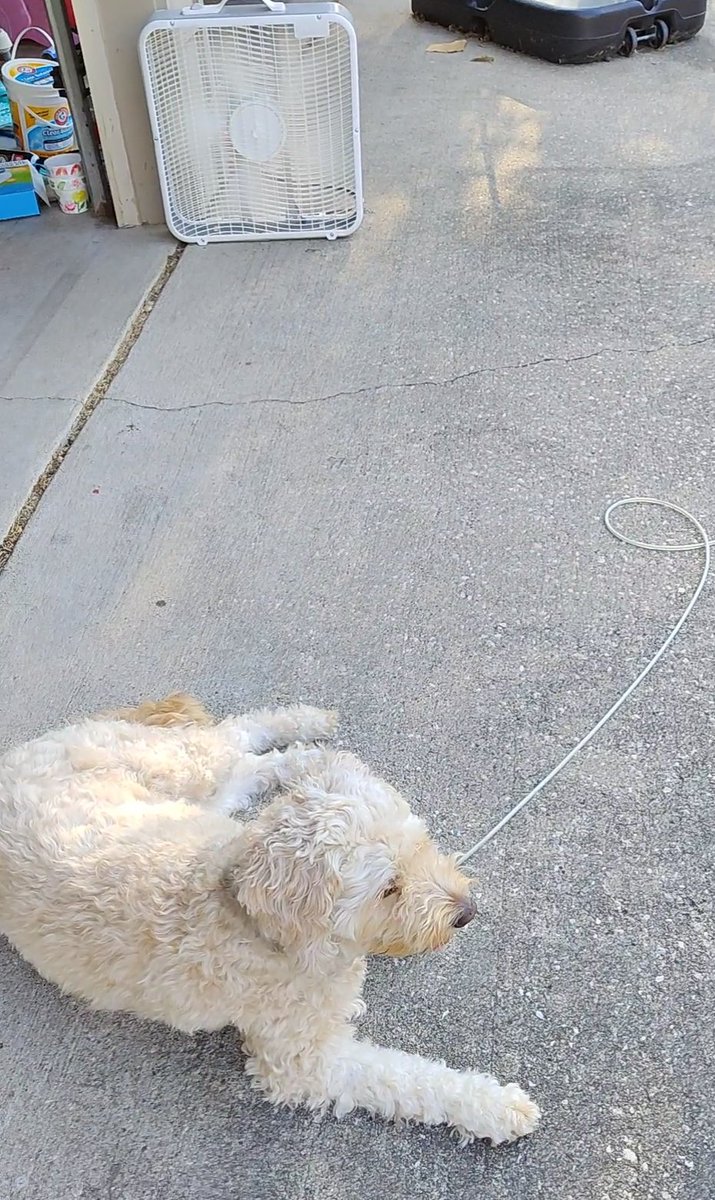 ArieDoodle's tweet photo. I got a fan in the shade and it's still cookin 🥵👅🐾
#TongueOutTuesday #dogsoftwitter #AriesWorld https://t.co/8M2eMjs7K3