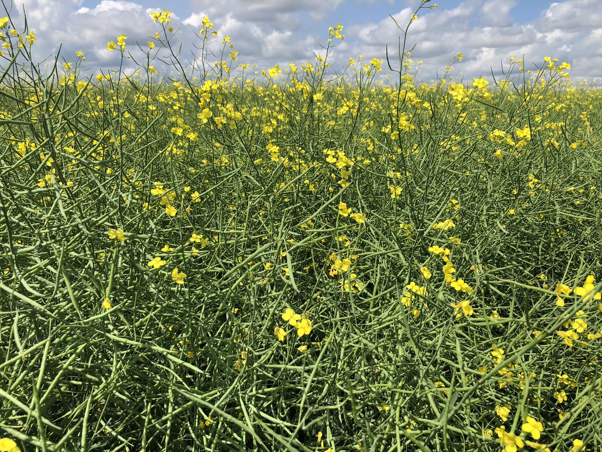douggomex's tweet photo. Great looking canola crop #PDHGFarms Strasbourg Sk. Progressive grower/dealer #omex #Foliars #stressrelievers  always looking a cutting edge technologies. Great job guys!!! https://t.co/uz5qqtJfgm