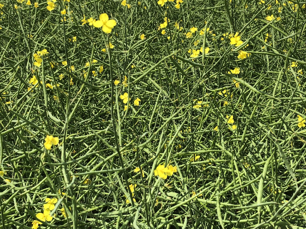 douggomex's tweet photo. Great looking canola crop #PDHGFarms Strasbourg Sk. Progressive grower/dealer #omex #Foliars #stressrelievers  always looking a cutting edge technologies. Great job guys!!! https://t.co/uz5qqtJfgm
