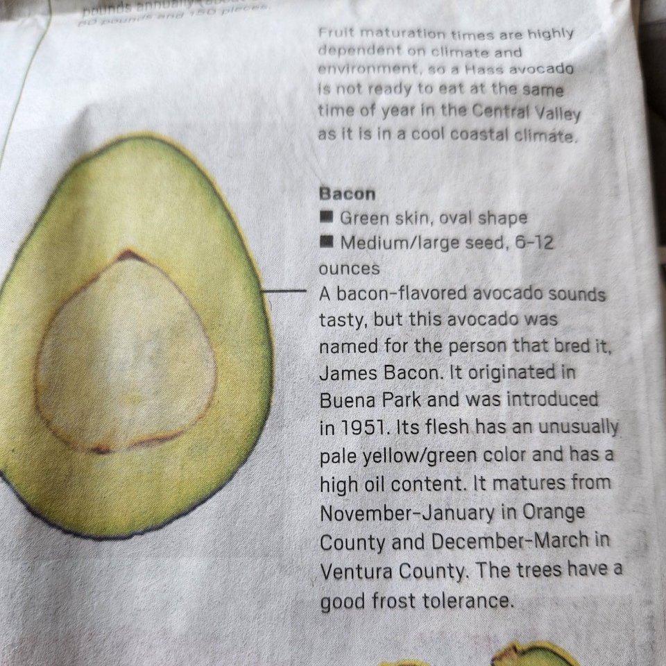 Did you know? The variety of avocado, called the Bacon avocado, was originally grown in 1954, in Buena Park, getting its name from its cultivator and local farmer, James Bacon. James was born in the house we now call the Bacon House that’s on display in our historic district.