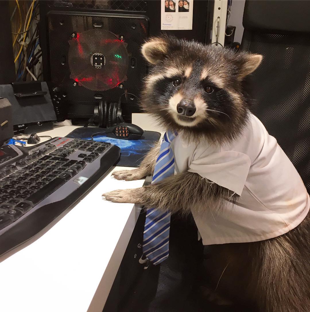 imgur's tweet image. Lift your spirits with this cute collection of raccoon content shared by Imgurian SteakHacheSousVide! imgur.com/gallery/gK2hIqt