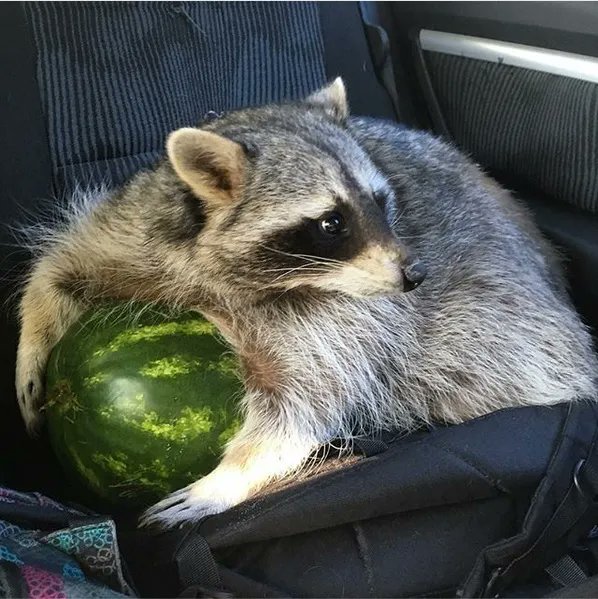 imgur's tweet image. Lift your spirits with this cute collection of raccoon content shared by Imgurian SteakHacheSousVide! imgur.com/gallery/gK2hIqt