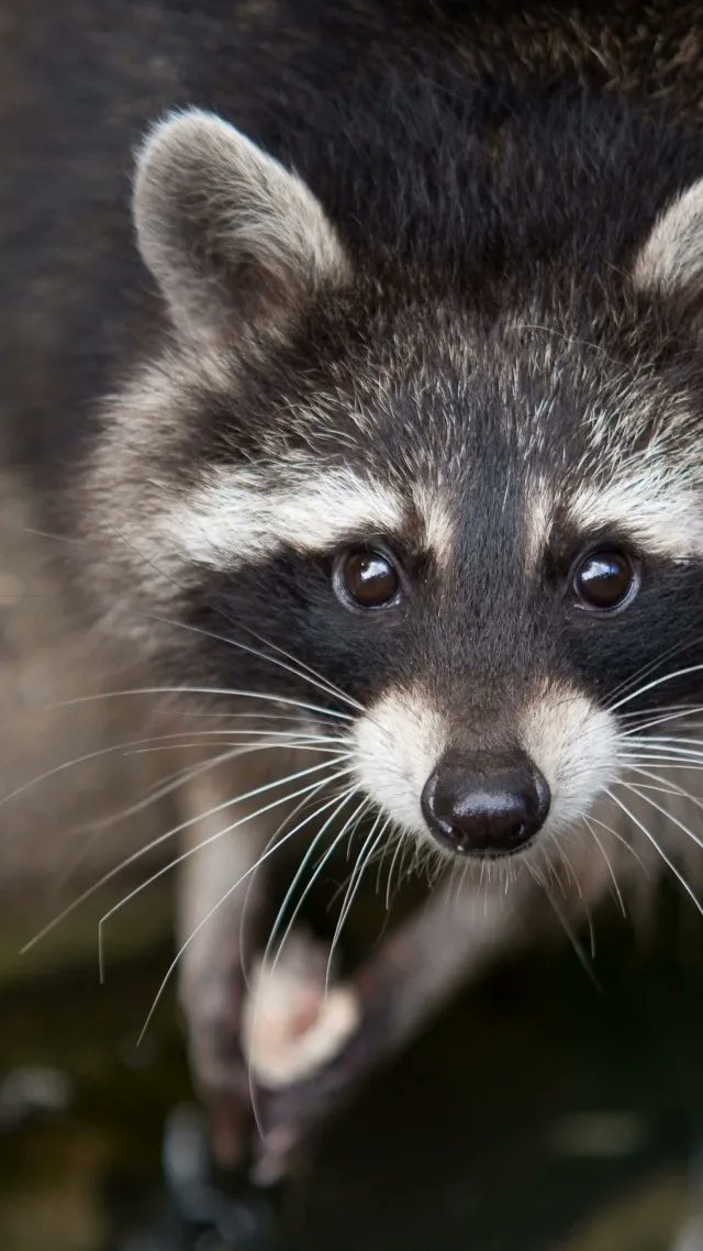imgur's tweet image. Lift your spirits with this cute collection of raccoon content shared by Imgurian SteakHacheSousVide! imgur.com/gallery/gK2hIqt