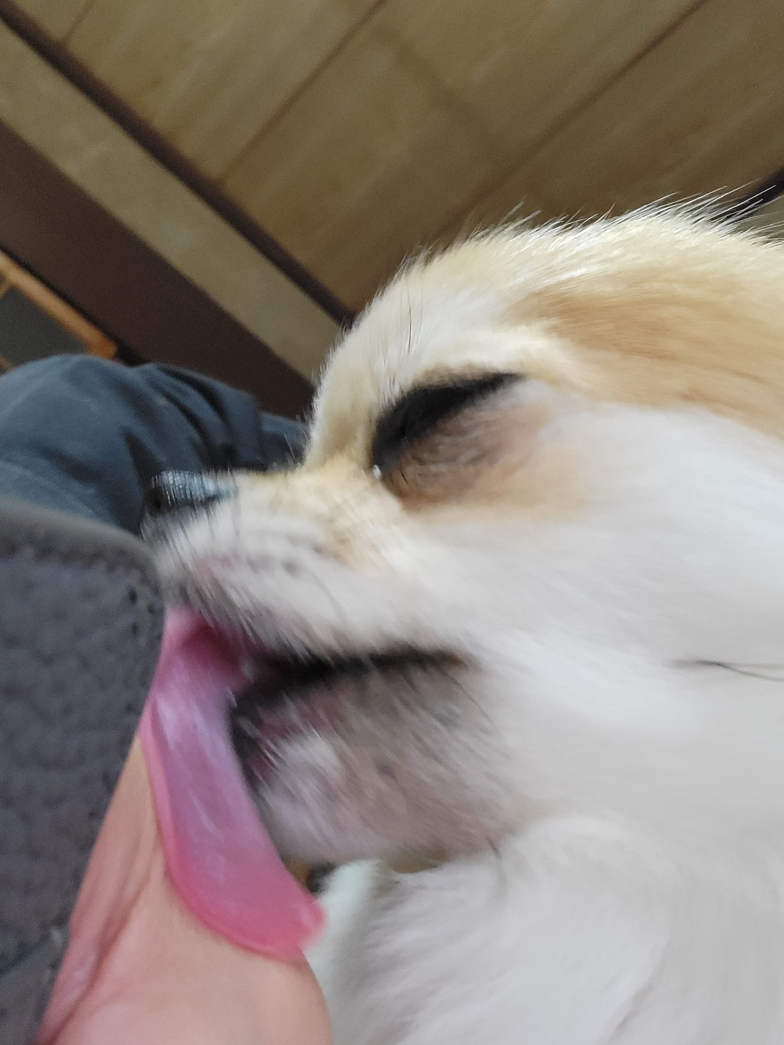 愛犬とスキンシップ Twitter Search Twitter