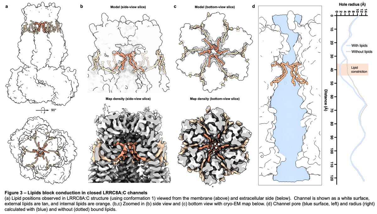 Steve Brohawn (@stevebrohawn) on Twitter photo New preprint! LRRC8A:C structures show how heteromeric volume-reg’d anion channels form + function with pore-embedded lipids to gate closed🤯 Truly impressive work led by <a href="/kerndm/">David Kern</a> + great collabs w/ <a href="/sciblei/">Julia Bleier</a> @IsacoffLab Somnath Mukherjee+Kossiakoff lab! biorxiv.org/content/10.110… New preprint! LRRC8A:C structures show how heteromeric volume-reg’d anion channels form + function with pore-embedded lipids to gate closed🤯 Truly impressive work led by <a href="/kerndm/">David Kern</a> + great collabs w/ <a href="/sciblei/">Julia Bleier</a> @IsacoffLab Somnath Mukherjee+Kossiakoff lab! biorxiv.org/content/10.110…