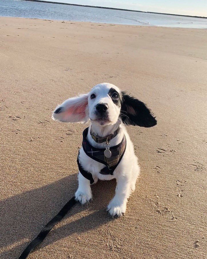 This is Bailey. She's an expert meteorologist. If her ears are deployed, there is an 80% chance that it is currently windy. 12/10 best in the field