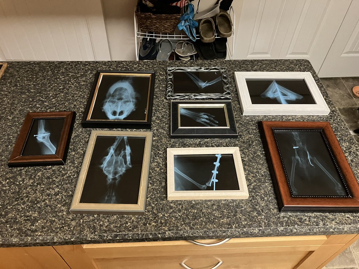 theweegiant's tweet photo. @radical_tx That’s sick! Biology shots are so interesting :). These X-rays might be up your ally. I worked in a vet office and had access to some cool things https://t.co/AlrPxW5KYK