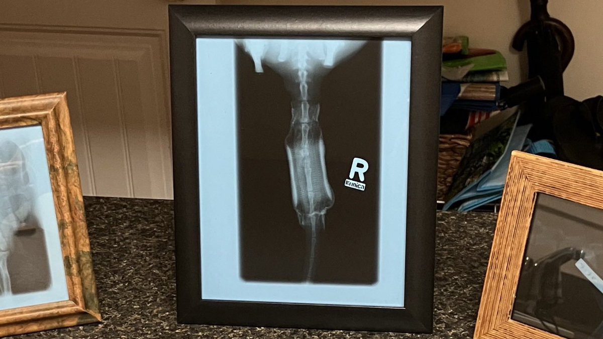 theweegiant's tweet photo. @radical_tx That’s sick! Biology shots are so interesting :). These X-rays might be up your ally. I worked in a vet office and had access to some cool things https://t.co/AlrPxW5KYK
