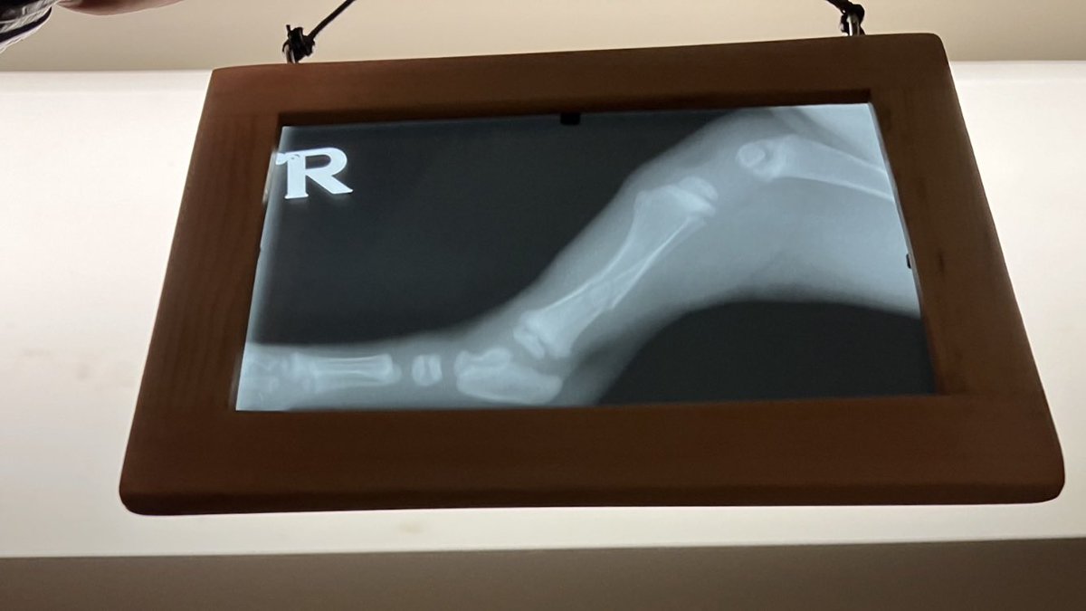 theweegiant's tweet photo. @radical_tx That’s sick! Biology shots are so interesting :). These X-rays might be up your ally. I worked in a vet office and had access to some cool things https://t.co/AlrPxW5KYK