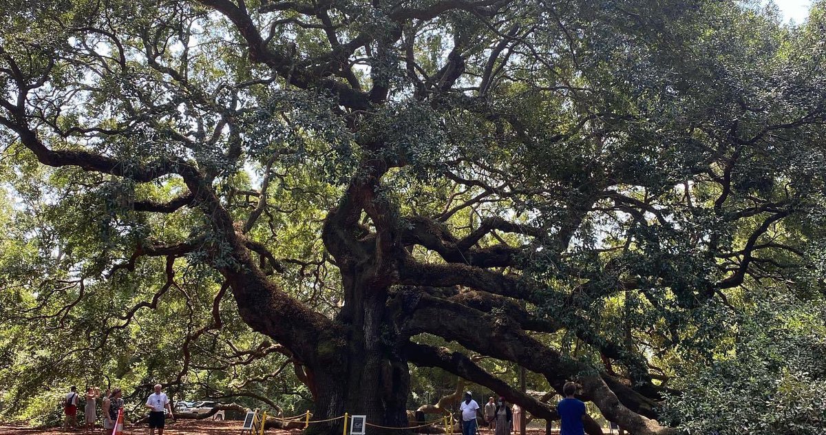 DrTMJohnson's tweet photo. When the roots are strong, there is no reason to fear the wind. -African Proverb #AngelOakTree https://t.co/TqYKwspd2s