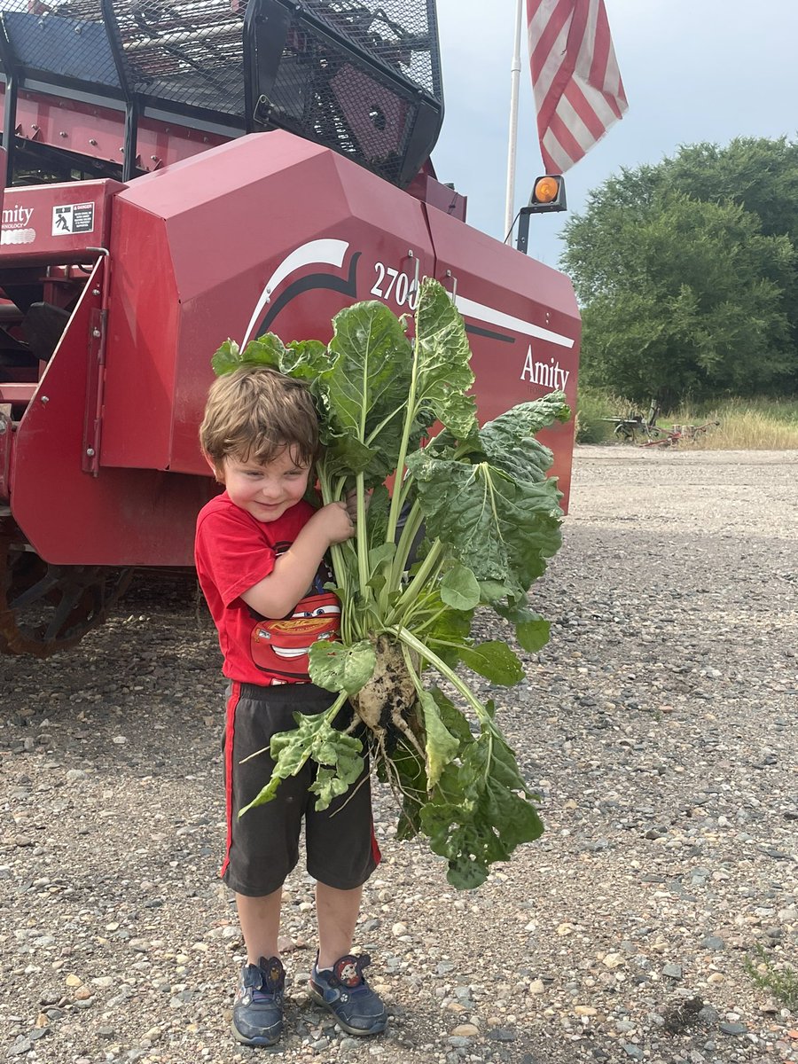 Went field scouting today and he found his favorite beet! <a href="/beet_ach/">Crystal Beet Seed_ACH Seeds</a> <a href="/AmityTechnology/">Amity Technology</a> <a href="/sugarpub/">The Sugarbeet Grower</a> <a href="/ISBIshow/">International Sugar Beet Institute</a>