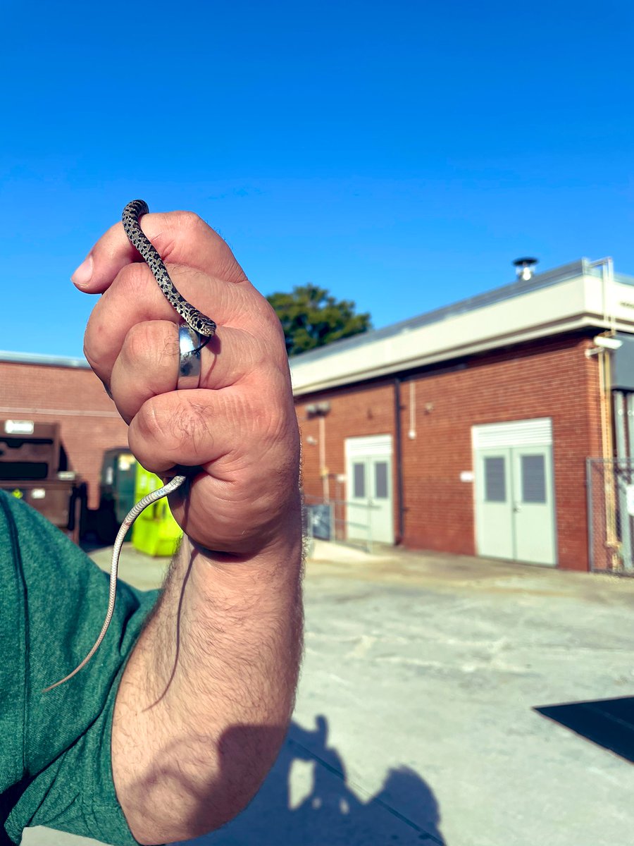 ReadwithAlisha's tweet photo. Even the wildlife is #wildaboutwhiteoak The boys safely released this feisty baby 🐍 https://t.co/3sKZfU4N0w