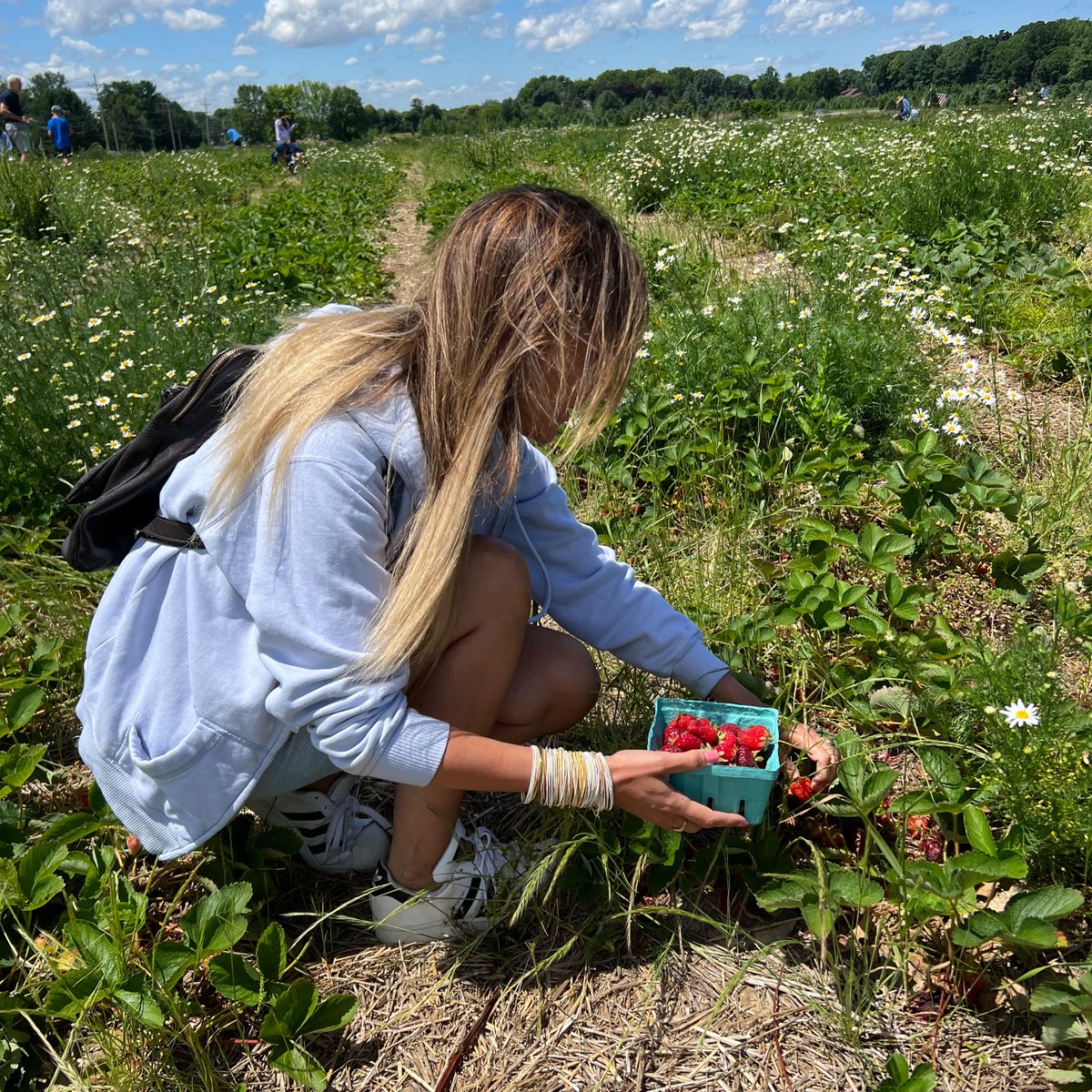Em_Ol's tweet image. Question, what is better than strawberries that are local and hand-picked?! Answer: Nothing 🍓