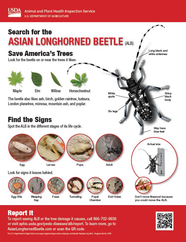 StopALB's tweet image. August is Tree Check Month for Asian longhorned beetle! Please inspect your trees, especially maples, for #ALB and its damage. #TreeCheckMonth @USDA_APHIS @OhioDeptofAg @MassDeptAgr @nyagandmarkets @SCDAgriculture
aphis.usda.gov/aphis/resource…