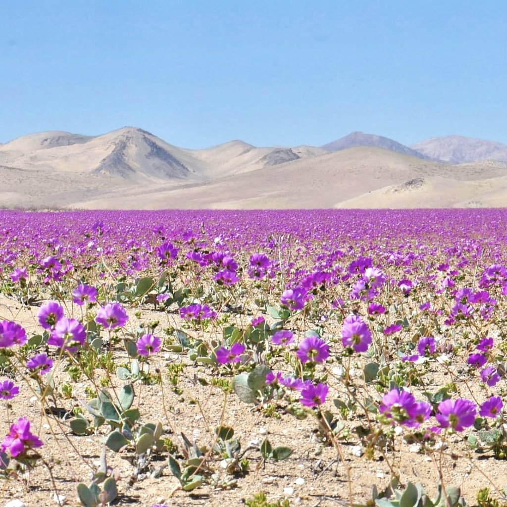 Atacama Desert in bloom 🏜💥

#desiertodeatacama #desiertoflorido #flowers #explore #desert #superbloom #atacamadesert #desertphotography