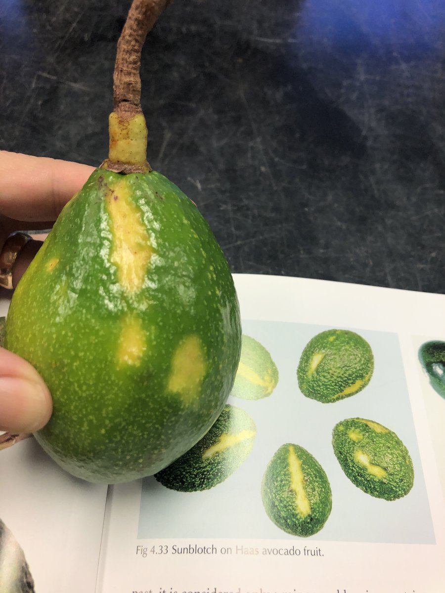 ClinicPlant's tweet photo. Busy day at the Plant Clinic! First #avocado sunblotch sample (for me), bacteria black spot on #mango, visit by one of our #industry sponsors and by former postdoc @jumsoares1 https://t.co/b1S27CHtw1