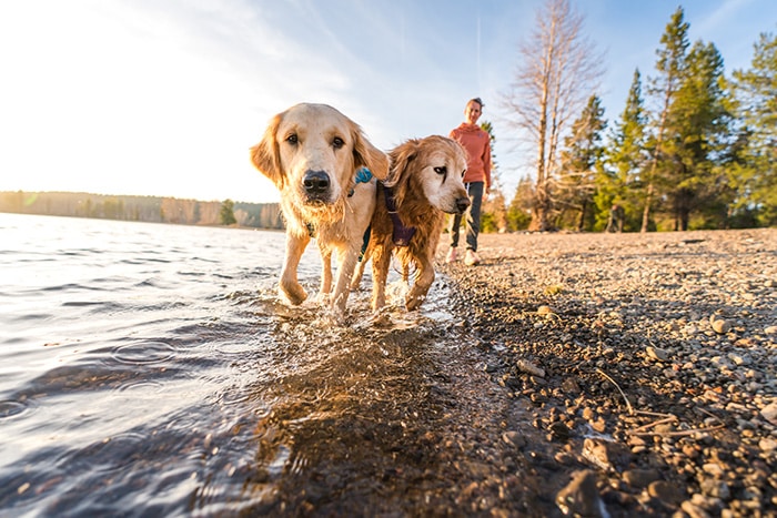 On the blog: how to keep your pup safe, happy, and healthy when traveling. bit.ly/3P9hAhP