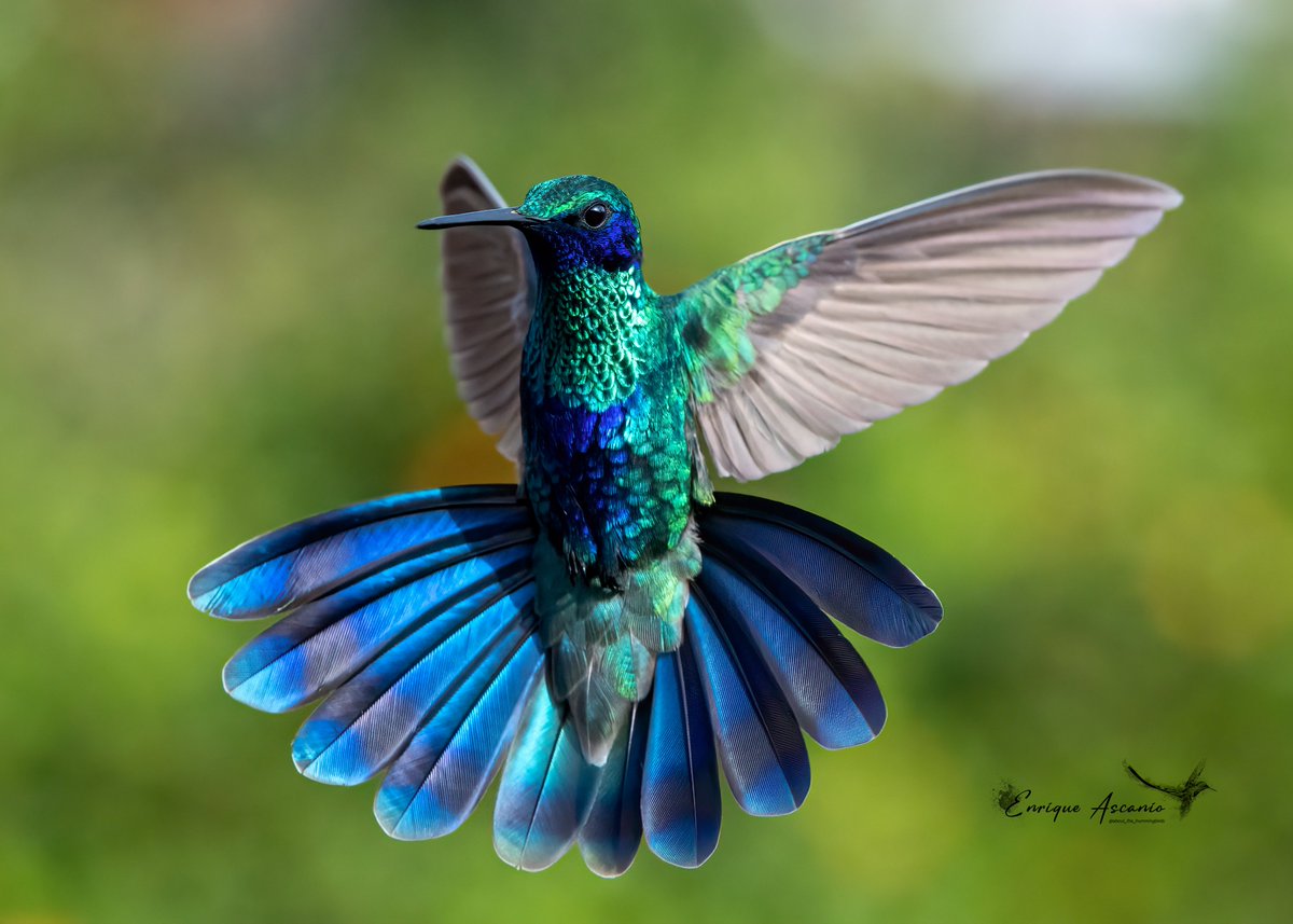 Mi festival de colas abiertas continúa, después de tantos años en la fotografía aún me sorprendo y la naturaleza se agiganta en cada click, se ve lindo pero lograrlo es otra cosa,  no es cierto?
Orejivioleta Grande Coruscans (Sparkling violetear)