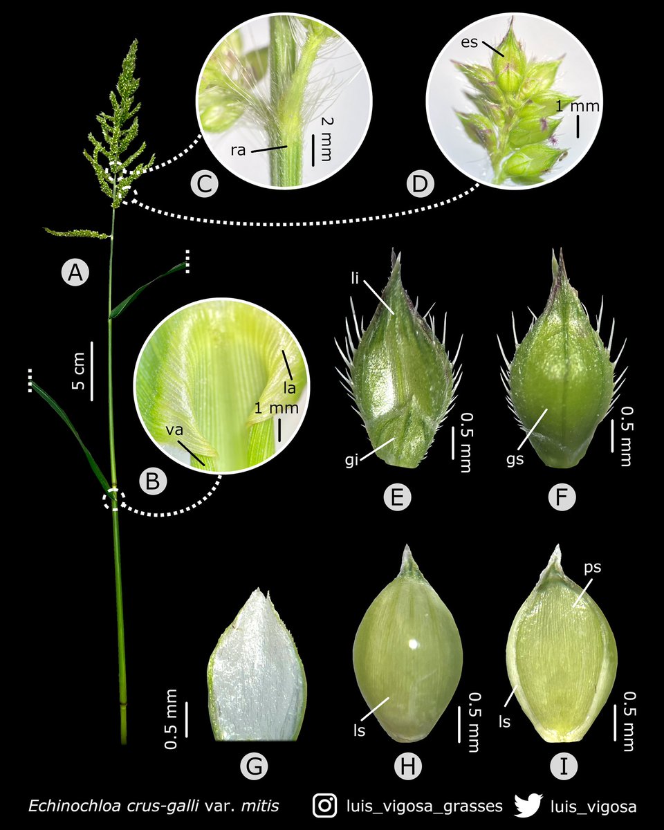 luis_vigosa's tweet photo. Echinochloa crus-galli var. mitis (Poaceae)

#botany #grasses #taxonomy #plants https://t.co/GoHwa1CnEp