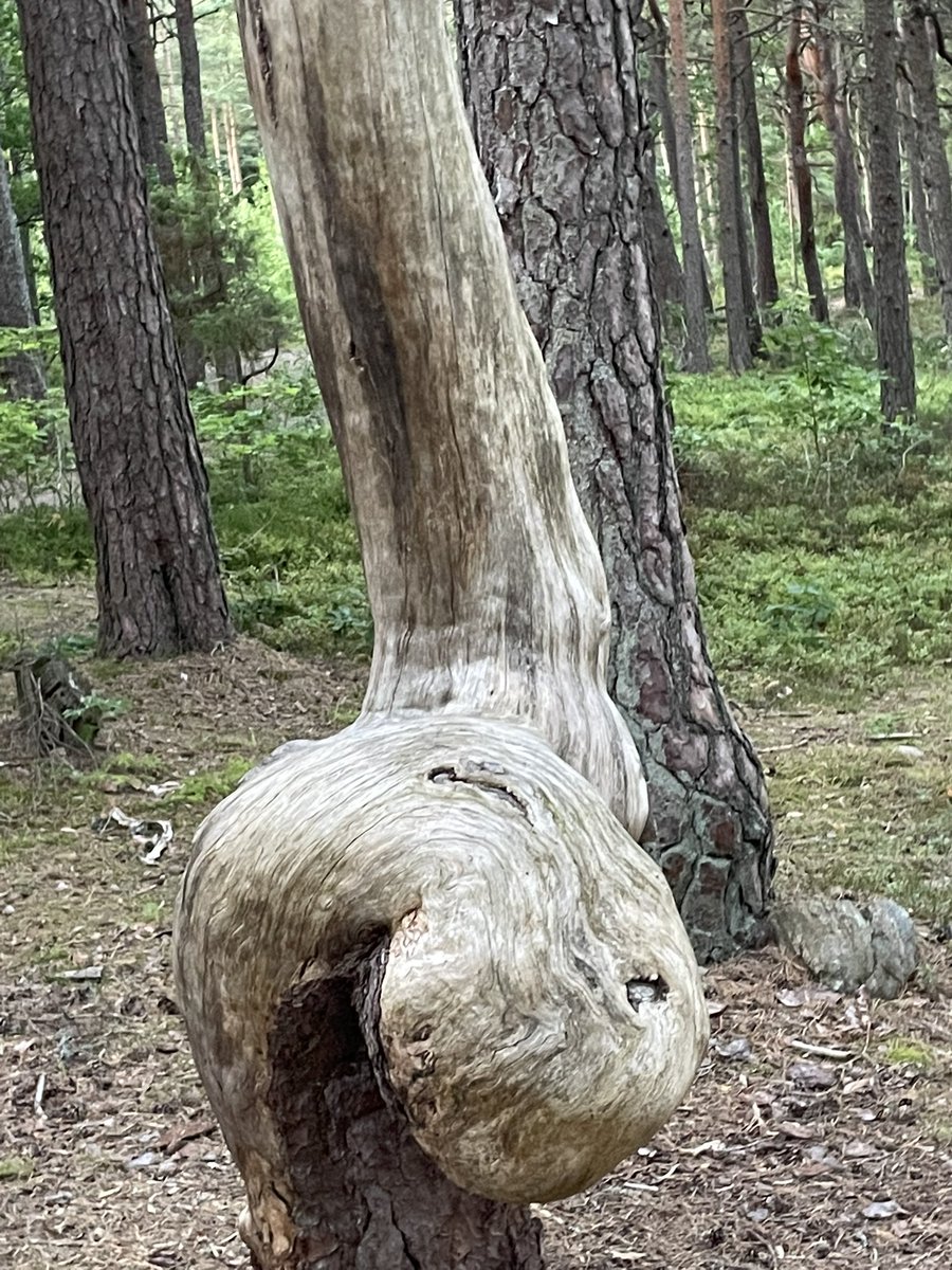 BorsukAlexandra's tweet photo. Tree with ass https://t.co/8ydUt1hG7i