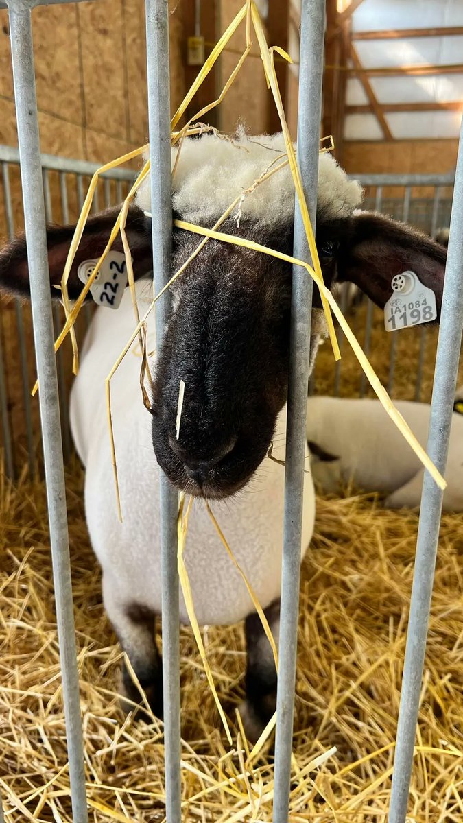 VisitQuadCities's tweet photo. It's Opening Day at the @mvfair! Get everything you need to know for this week of fun: https://t.co/Jh5yD54TPR #visitquadcities #quadcities #davenport #midwestisbest #midwestmoment #midwestexplorers #letsmakeplans #mvfair #mvfair2022 https://t.co/zuocc2HZf6