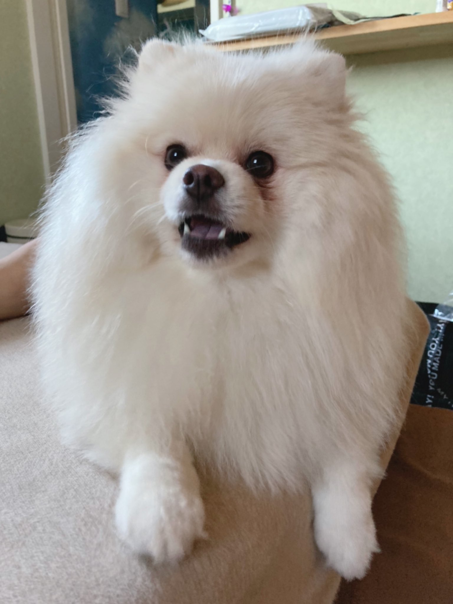 ちくわ 白ポメラニアン 夜中大騒ぎだった犬 うそ ちくそんなうるさかった T Co 1smhylbvxr Twitter