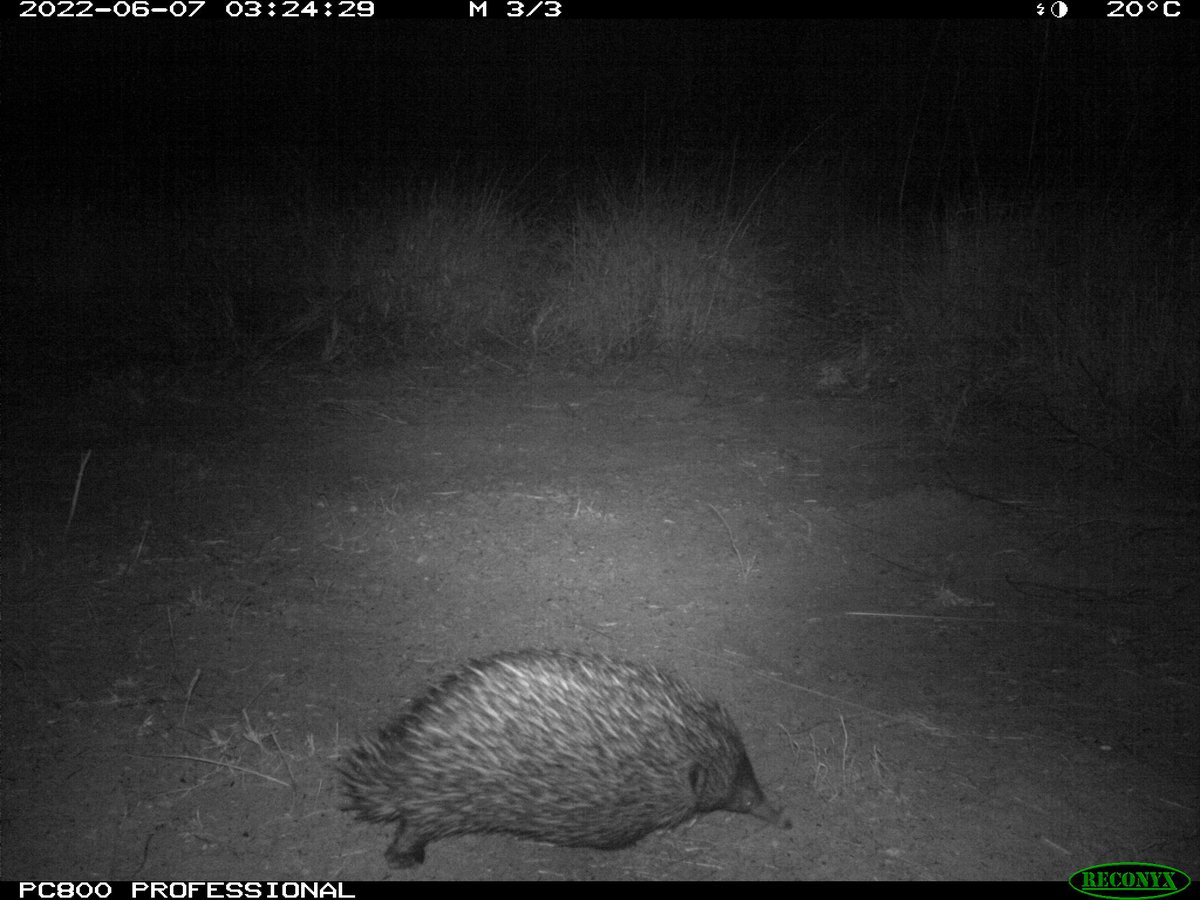 Hayley Geyle tweet media