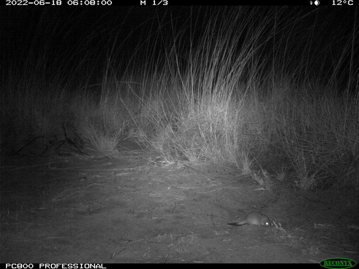 Hayley Geyle tweet media