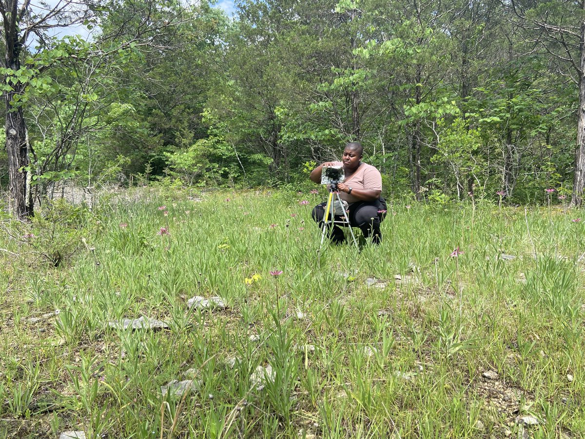 I'm a day late, but #BlackBotanistsRollCall! I'm Chazz! I'm a PhD student studying pollination biology, conservation, and genetic variation, with a sprinkle of phylogenetics in the Echinacea genus. Right now, focusing on E. purpurea and E. tennesseensis. #BlackBotanistsWeek2022