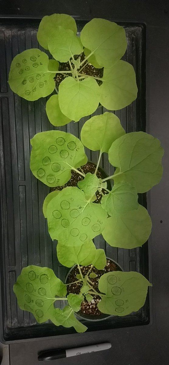 d_gotarkar's tweet photo. Understanding poplar candidate genes for #photoprotection #NPQrelaxation in tobacco using #Agroinfiltration mediated chlorophyll fluorescence analysis. This is the Nth time I am doing this to see the consistency and reproducibility of the results.
@RIPEproject #UIUC https://t.co/qSHBxKjlDX