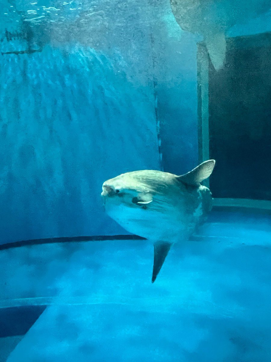 137マンボウ
(ご提供写真) https://t.co/u4icF2iOMN