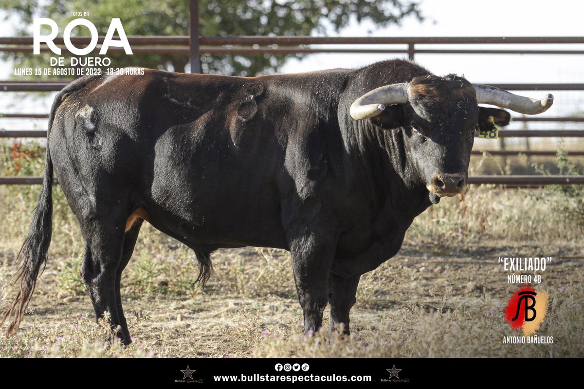 bullstarespect's tweet photo. | Roa de Duero | 🐂 (parte 2)
Os presentamos los 6 toros de Antonio Bañuelos.
Serán lidiados el día 15 de agosto por @Prensamorenito , @PPMoral e @IFonsecaOficial
#toros #TorosDeLidia #tauromaquia #roadeduero #bañuelos #pepemoral #morenitodearanda #isaacfonseca https://t.co/YLj5Q9ghwz