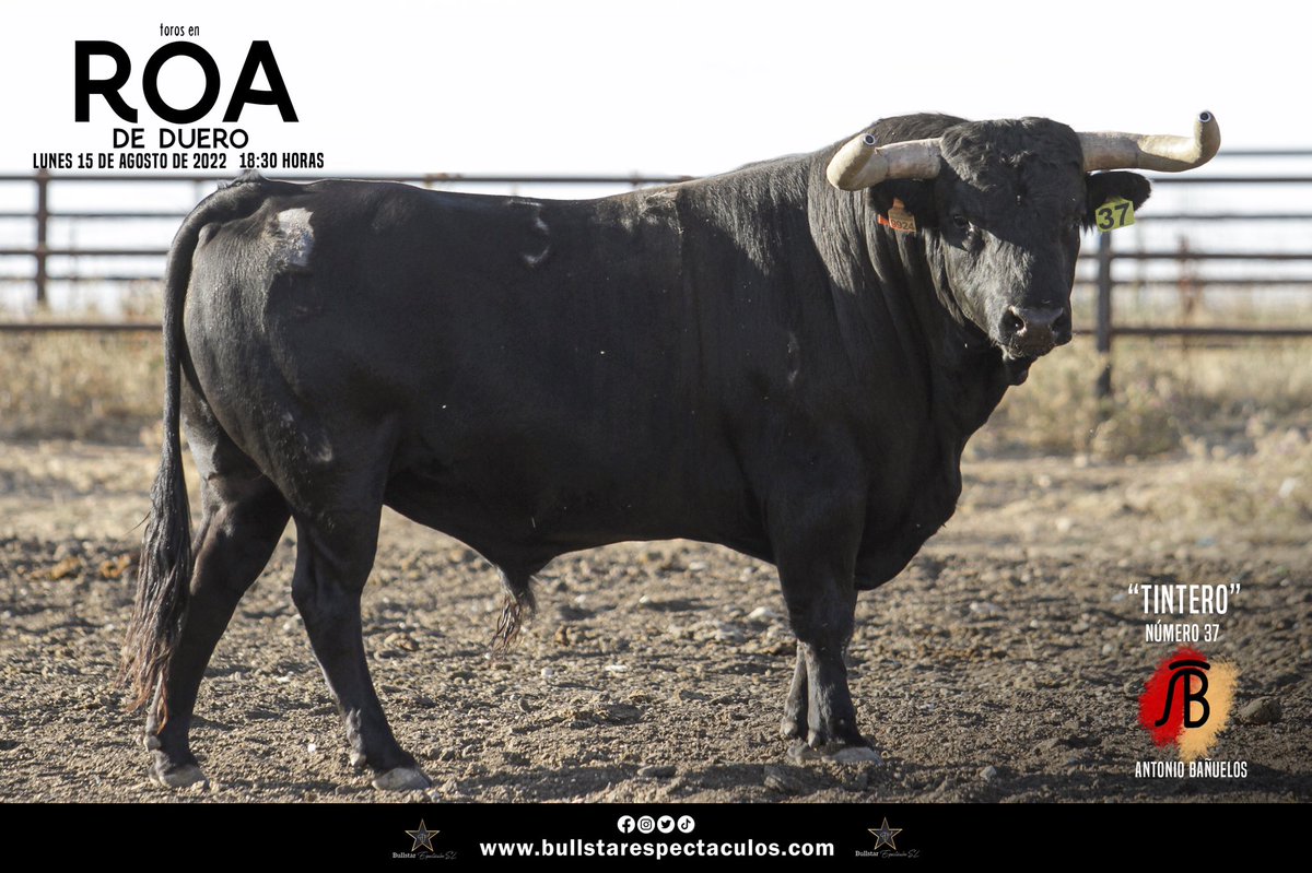 bullstarespect's tweet photo. | Roa de Duero | 🐂 (parte 2)
Os presentamos los 6 toros de Antonio Bañuelos.
Serán lidiados el día 15 de agosto por @Prensamorenito , @PPMoral e @IFonsecaOficial
#toros #TorosDeLidia #tauromaquia #roadeduero #bañuelos #pepemoral #morenitodearanda #isaacfonseca https://t.co/YLj5Q9ghwz