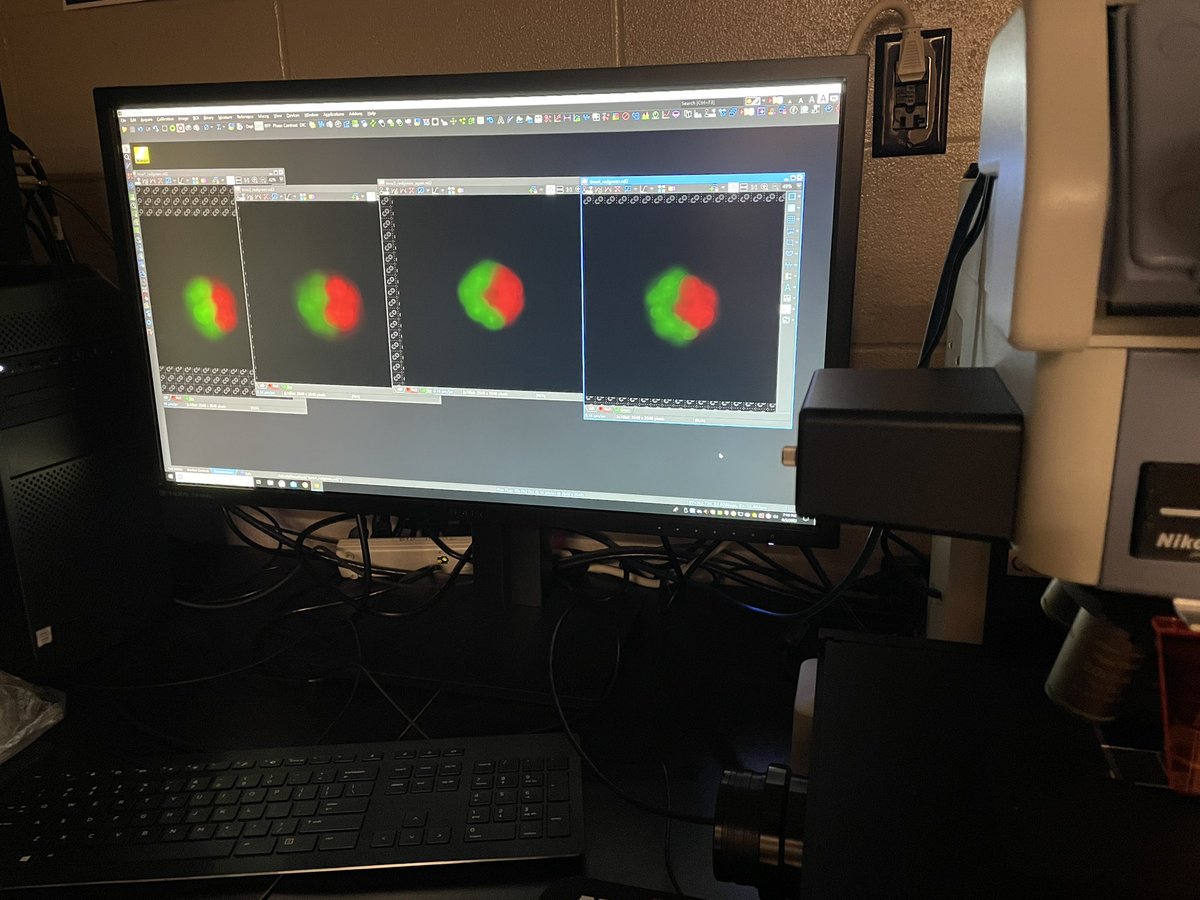Keeping an eye on cell cleavage in #Astrangia embryos <a href="/rwusciences/">rwusciences</a> Love working with these developmental biologists! <a href="/BabonisLeslie/">Leslie S. Babonis</a> <a href="/ScientistJake/">Jake Warner</a> and Ryan Besemer!