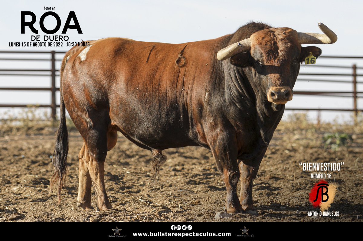 bullstarespect's tweet photo. | Roa de Duero | 🐂 (parte 1)
Os presentamos los 6 toros de Antonio Bañuelos.
Serán lidiados el día 15 de agosto por @Prensamorenito , @PPMoral e @IFonsecaOficial
#toros #TorosDeLidia #tauromaquia #roadeduero #bañuelos #pepemoral #morenitodearanda #isaacfonseca https://t.co/rQQzMxvkW6