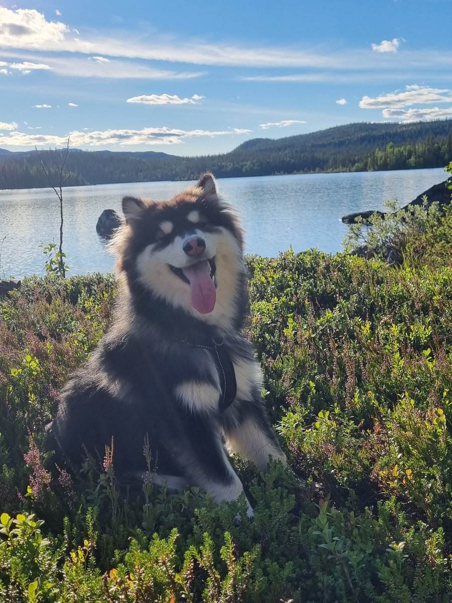 Elajaz_'s tweet photo. Two Lovely weeks in northern Sweden and the weather was perfect. 
Looking forward to next time already🥰🎣

#mountains #puppy #Sweden https://t.co/EOsSW1WvuR