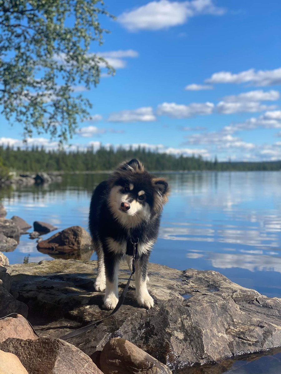 Elajaz_'s tweet photo. Two Lovely weeks in northern Sweden and the weather was perfect. 
Looking forward to next time already🥰🎣

#mountains #puppy #Sweden https://t.co/EOsSW1WvuR