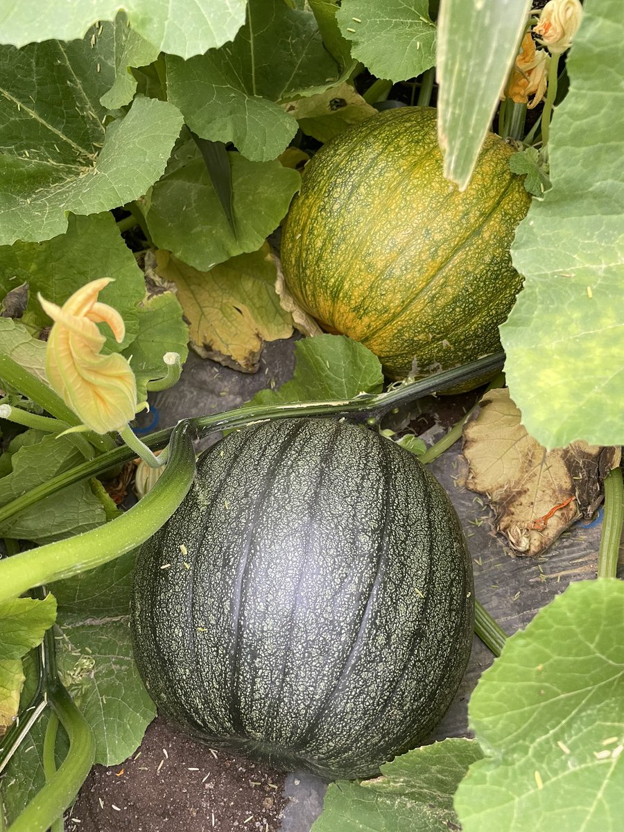 大人気 ジャックランタン マグカップ カボチャ型 コップ ６個 子供用 カボチャちょうちん Jack O Lantern Child S Mug Surlatable Www Ampselectric Com