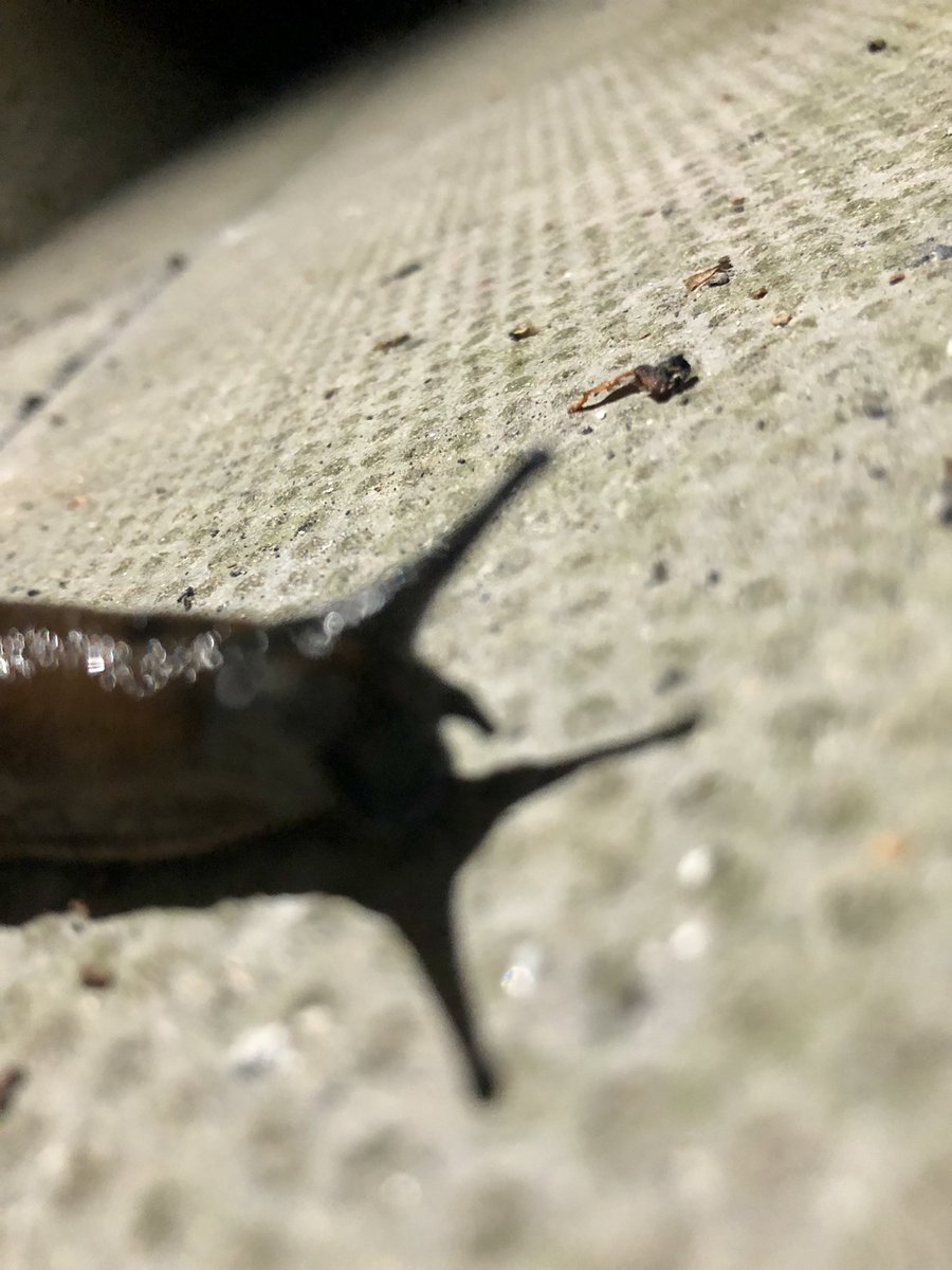 AndUnd21's tweet photo. sLOW down
#Slug #Slugs #Night #Urban #Nature #Photography https://t.co/0h2byBdWyX