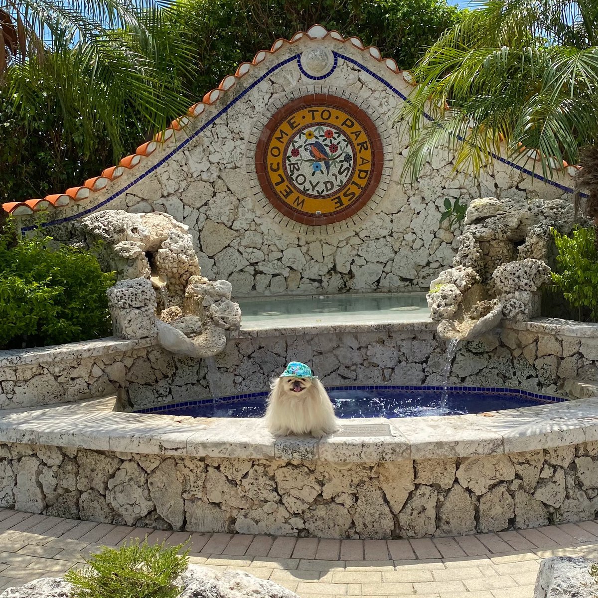 LilCaliGurl's tweet photo. Hey! Hot day finally get-n out a bit now. Riddle me dis how can a place called #paradise feel #hotashell ๐ฅno sure which Iโm in ๐
.
#airstreamdog #caligurl #flamingling #flamingler #FindYourAWAY #floridakeys #thekeys #notthebahamas #LoveFL #keywest #keywest #boydscampground https://t.co/n1HawvWxJx