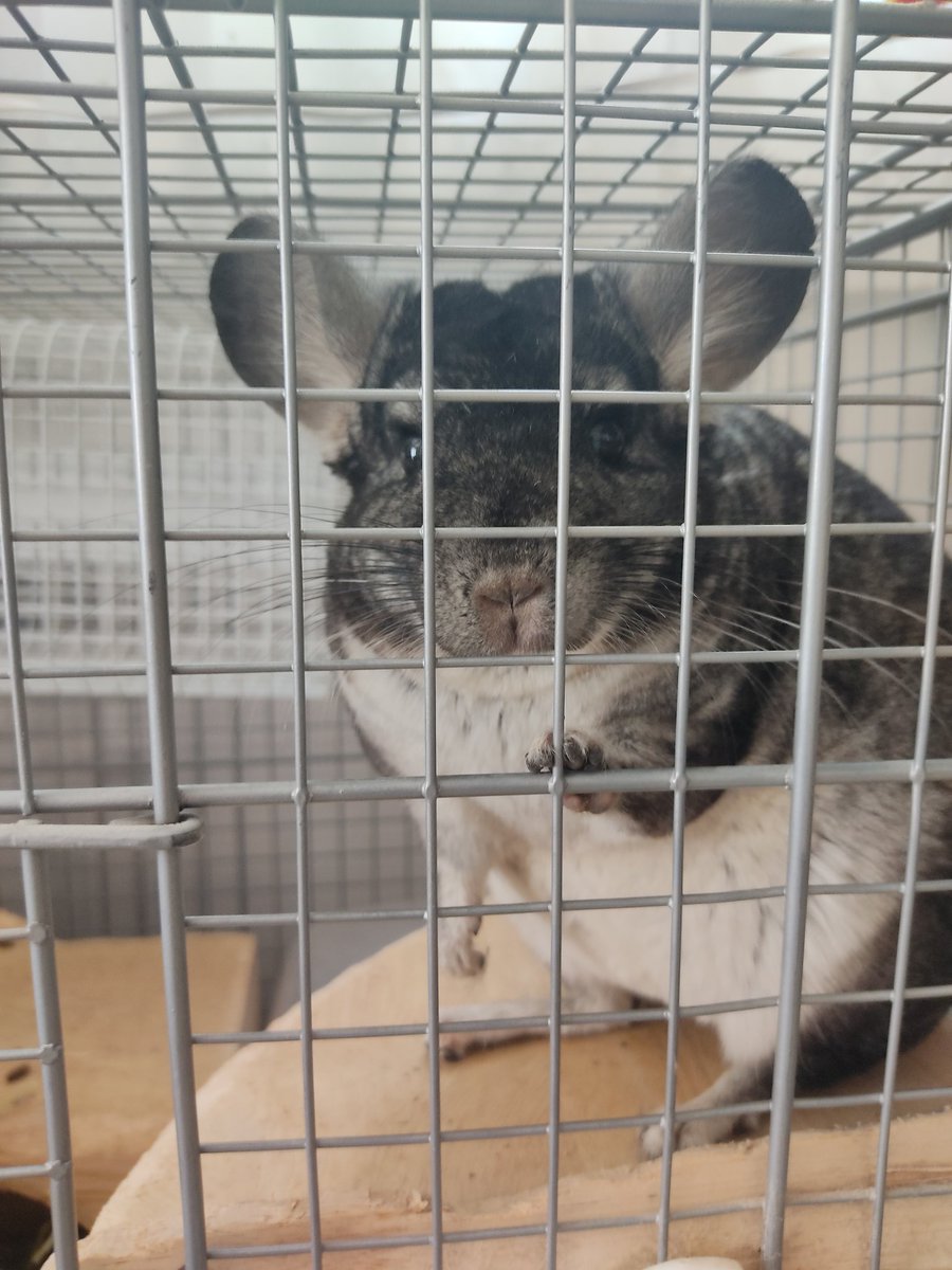 こげは弟が寝てるときに限って甘えてきます