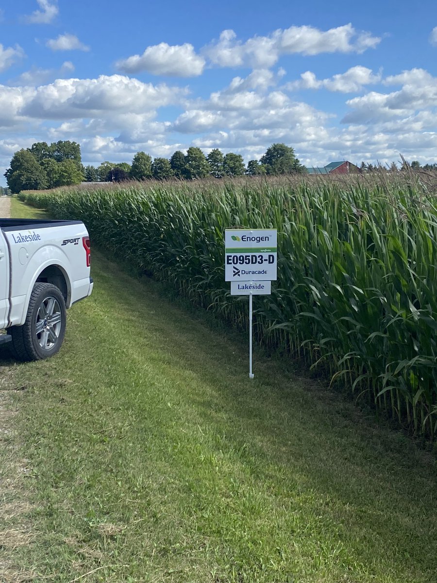 Great to see this new Enogen corn hybrid from @NKSeedsCanada off to the races ! Should be lots of tons/ acre off this field this dairy farmer in Oxford county! @syngentacanada @Lakesidegrain @lakeside_melb