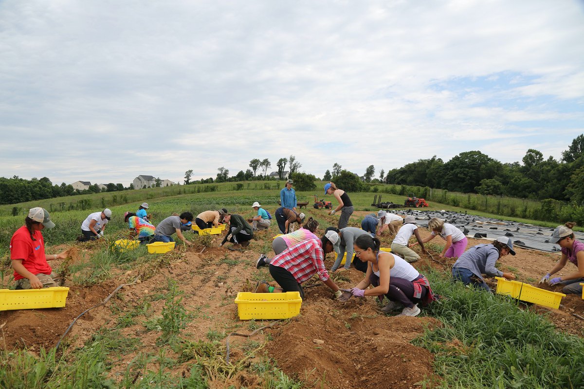 redwigglerfarm's tweet photo. Last week and last month, we harvested potatoes! It was an amazing time for all. We appreciate everyone’s help, and we are so grateful for their hard work. THANK YOU!! ❤ #Potatoes #Spuds #FutureFries #CSA #Harvests #CelebrateDifferences #Inclusion #InclusionMatters #CareFarming https://t.co/YS8P3kfVTA