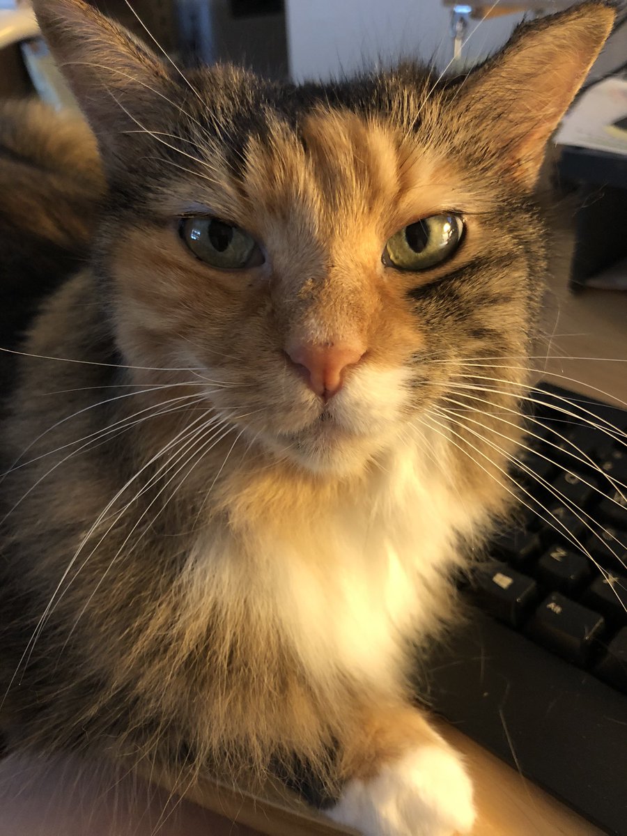 frances_price's tweet photo. @xenateach @tkbgamer @timzmom @ThreezkyMusic @AutismNotEvery1 @nessellis Sophie says time to stop working & say #HaiTim & frens! πΎπππ»π½ Hope everyone had a good day this #HaiTimTuesday https://t.co/bKjvnWZKJf
