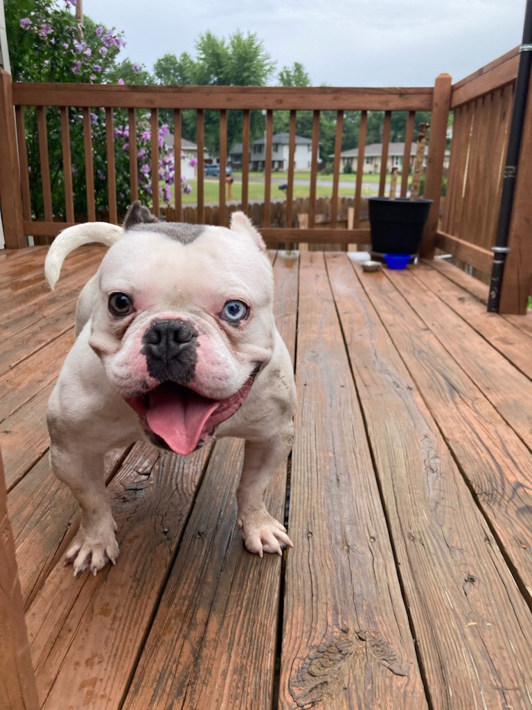 alienbrain_eth's tweet image. Snowman Exotic ⛄️🧊🏆
Breed: Exotic Micro Bully
Stud fee: 5 Eth