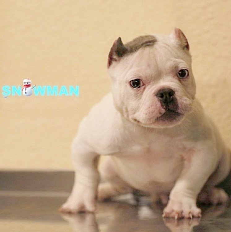 alienbrain_eth's tweet image. Snowman Exotic ⛄️🧊🏆
Breed: Exotic Micro Bully
Stud fee: 5 Eth