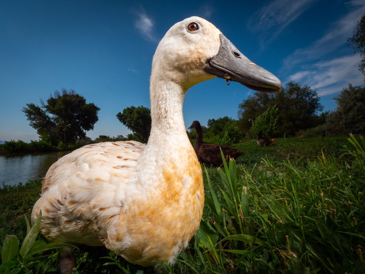 DashDucks.tv tweet media