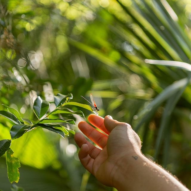 FLStateParksFdn's tweet photo. Listen to the buzz of nature throughout our Florida State Parks!
IG: @verdant.adventures
At Hillsborough River State Park
#FloridaStateParks #FloridaStateParksFoundation #FlStateParksFdn #ExploreFLParks #TheRealFlorida #UnlockFlorida #ExploreFlorida https://t.co/NwHMoRISFz