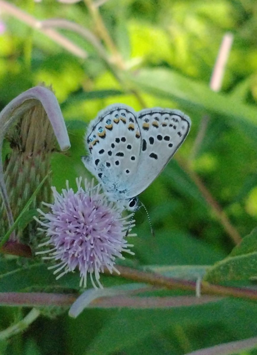 I absolutely adore the beauty of summer. Unexpected Northern blue find today was just pure joy.