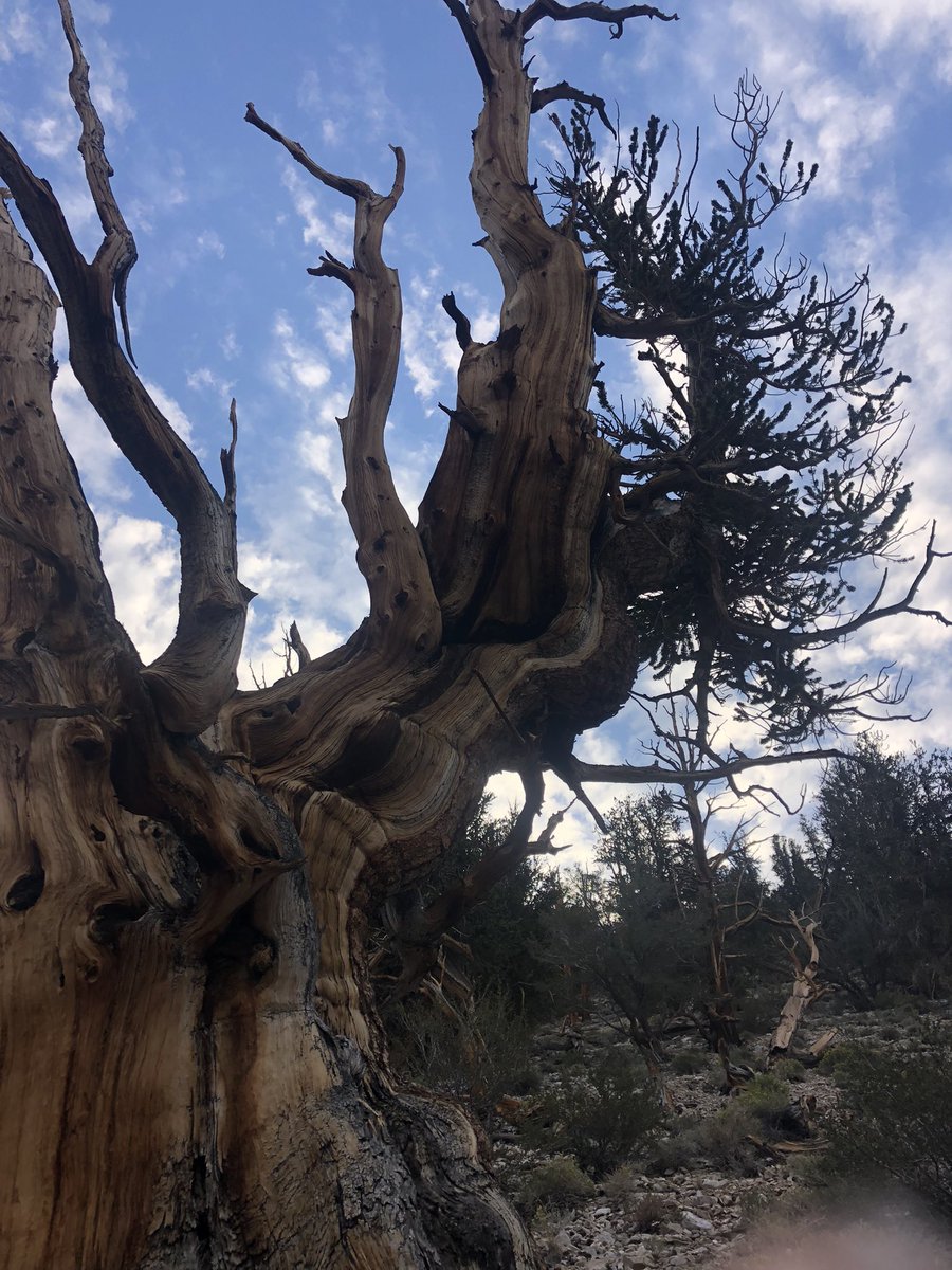 ClimateHuman's tweet photo. We just visited the ancient bristlecone pine forest, where the oldest known being in the universe lives - Methuselah, a bristlecone pine that is 4,853 years old. The older trees live in the tougher locations. Adversity may be a reason for their longevity. https://t.co/tZqkJgAX0y